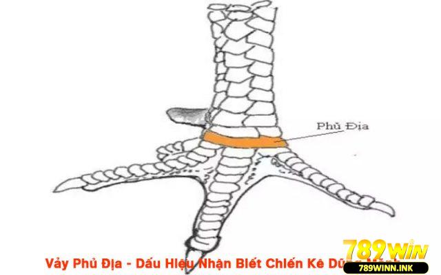 Vảy phủ địa - Dấu hiệu nhận biết chiến kê dũng mãnh 2 Vảy phủ địa nằm ở phía trước ngay chính gốc quản chậu chân gà